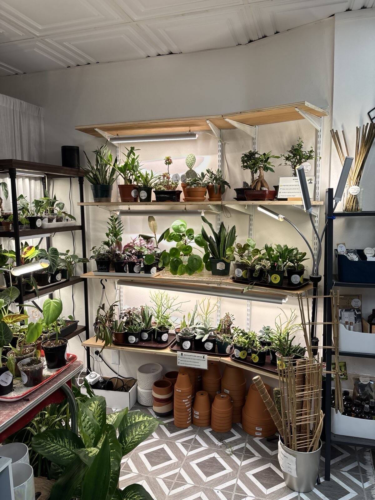 Home | Fancy Plants Seattle
